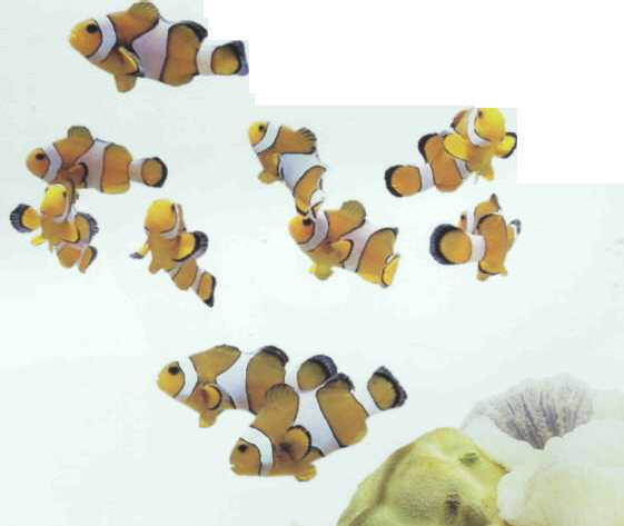 Amphiprion ocellaris