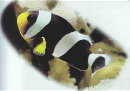 Amphiprion sebae