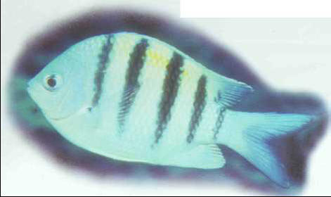 Abudefduf saxatilis