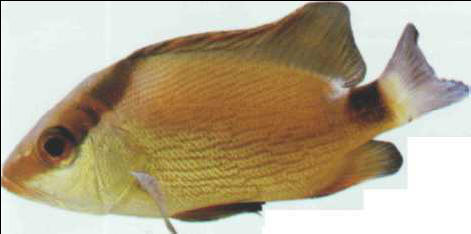 Lutjanus sanguineus