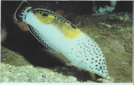 Coris angulata