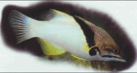 Bodianus mesothorax