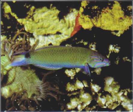 Thalassoma lunare