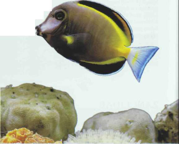 Acanthurus achilles