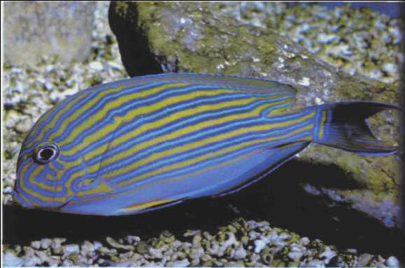 Acanthurus lineatus