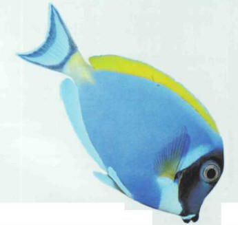 Acanthurus leucosternon