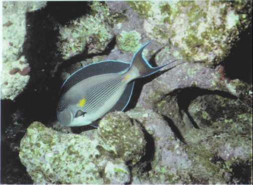 Acanthurus sohal