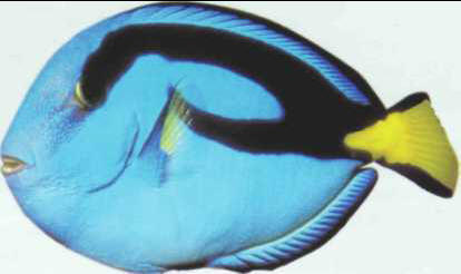 Paracanthurus hepatus