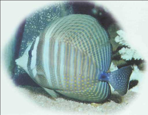 Zebrasoma veliferum