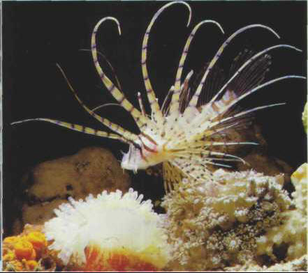 Pterois antennata