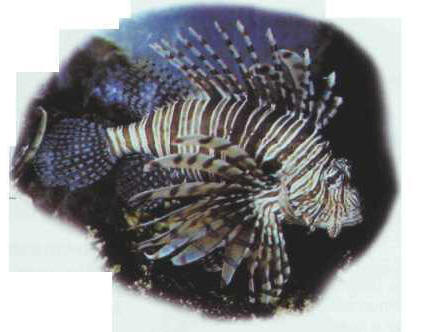 Pterois volitans