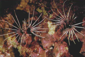 Pterois radiata