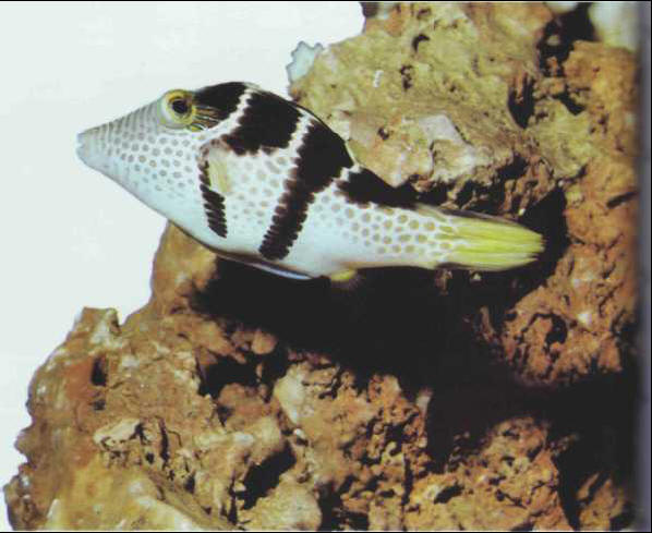 Canthigaster valentini