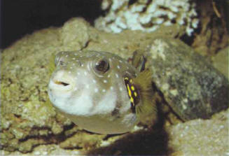 Arothron hispidus