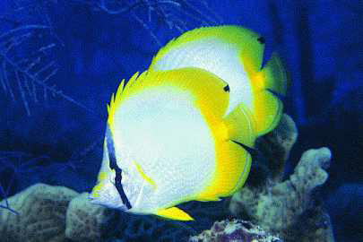 Chaetodon ocellatus