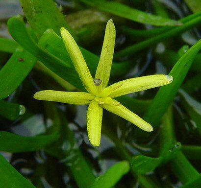 Heteranthera dubia