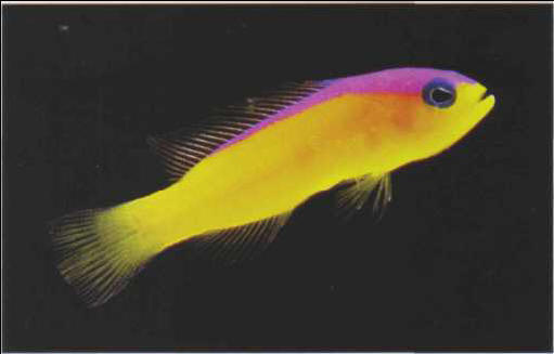 Pseudochromis diadema