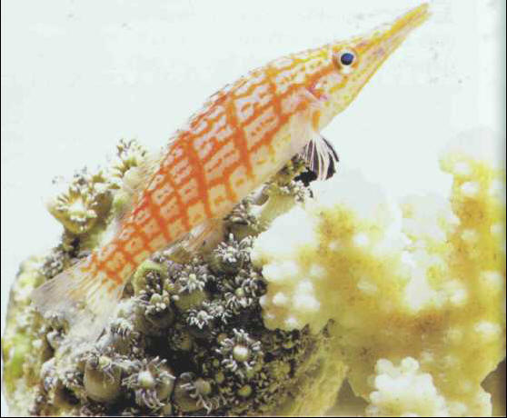 Oxycirrhites typus