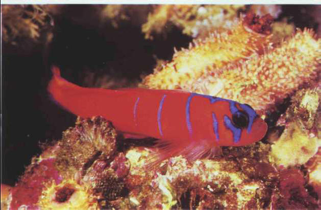 Lythrypnus dalli