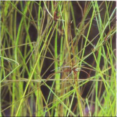 Eleocharis minima