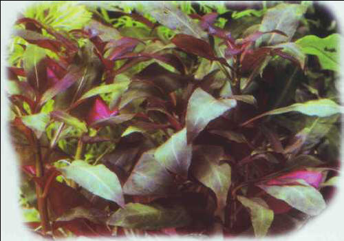 Ludwigia ascendens