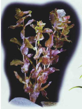 Rotala macrandra