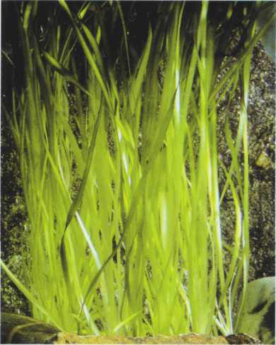 Vallisneria spiralis