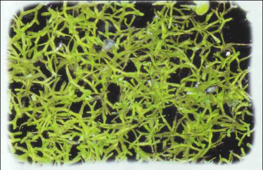 Riccia fluitans