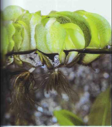 Salvinia auriculata