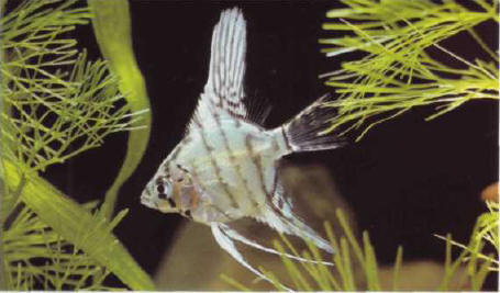 Pterophyllum scalare. T