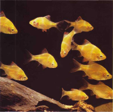 A Capeta tetrazona (here the golden variety) prefers soft to medium-hard water, especially for reproduction