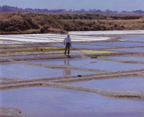 Salt collected in salt marshes is not suitable for reconstituting sea water intended for an aquarium
