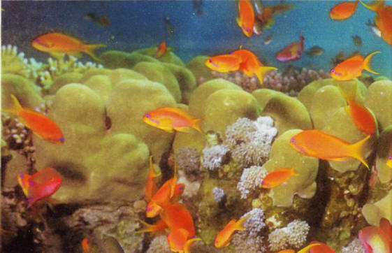 Artificial sea water can be reconstituted with the help of special salts available in aquarium stores