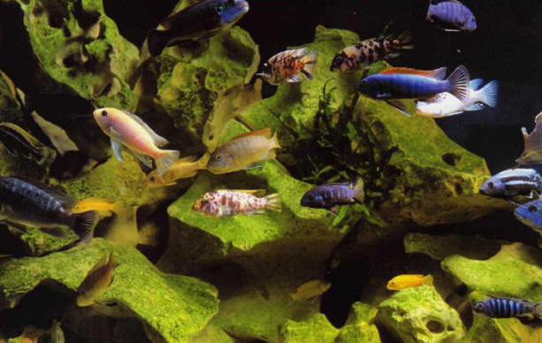Aquarium with a collection of several species from Lake Malawi