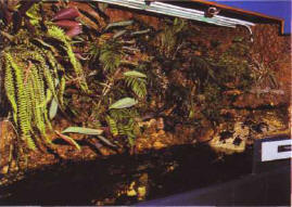 The generous dimensions of this aquaterrarium can house water turtles as a complement to several species of fish