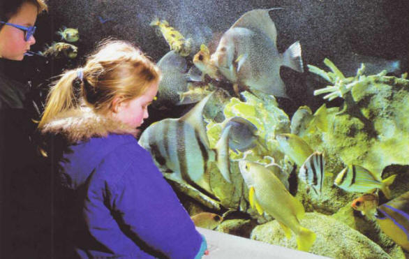 Tropical lagoon tank in La Rochelle aquarium