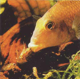 A In the case of Cichlids that use oral incubation, the fry can return to the shelter of the female's mouth (here Geophagus steindachneri).