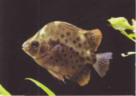 Scatophagus argus, in a poor condition, with damaged fins