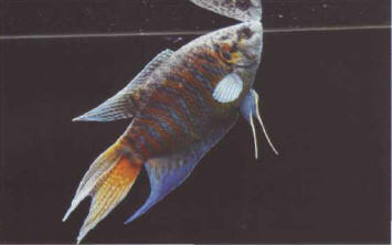 The bearing of this fish (Macropodus opercularis) and its siightiy raised scales suggest a poor state of health
