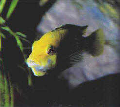 This female Cichlid, which incubates her eggs in her mouth, finds greater peace in a rearing tank