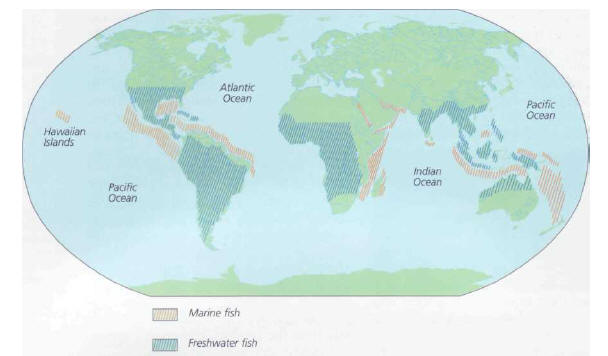 Outline distribution of tropical fish