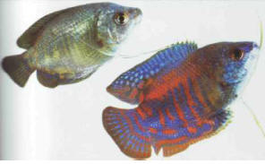 The selection and feeding of the parents are important factors in successful breeding. Here, a pair of Colisa lalia, the male is on the right