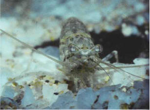 Shrimps from the Macrobrachium genus are becoming increasingly common in freshwater aquariums