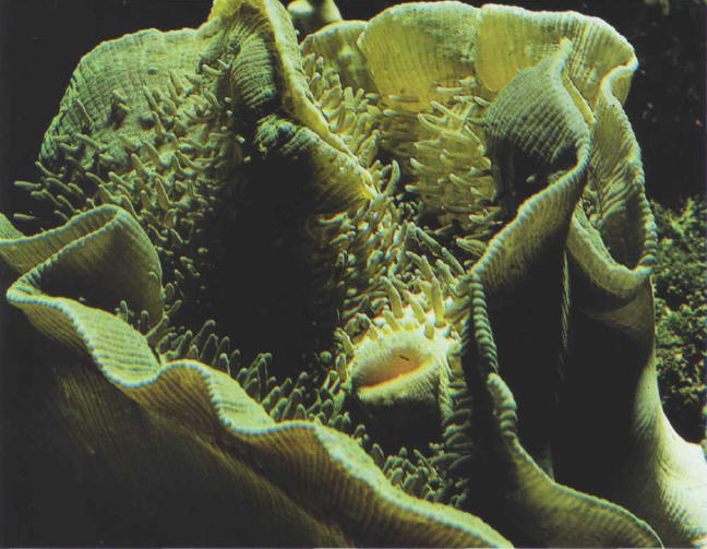 The green coloring of this Anthozoa indicates the presence of a significant number of Zooxanthellae: this animal must therefore be placed under fairly intense lighting