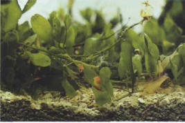 Caulerpa prolifera is a common alga in marine invertebrate tanks