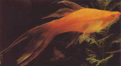 Xipho (Xiphophorus helleri), bred with overdeveloped fins