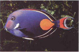 The coloring of fish exists not merely to satisfy the eye; it plays an equally important social role