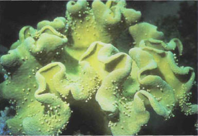 The leather corals of the Sarcophyton genus will not tolerate being dose to Coelenterates highly prone to stinging.