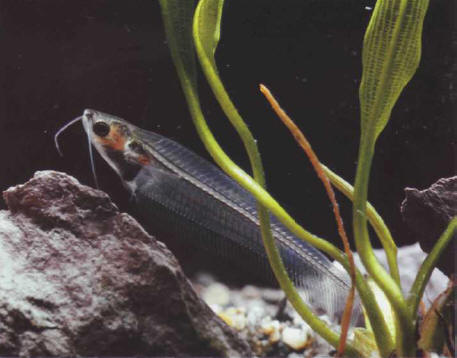 The glass silurid detects its food partly as a result of its barbels