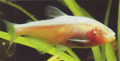 The blind tetra (Anoptichthys jordani) does not have any eyes but detects its prey and enemies with its lateral line